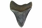 Fossil Megalodon Tooth - South Carolina #130835-1